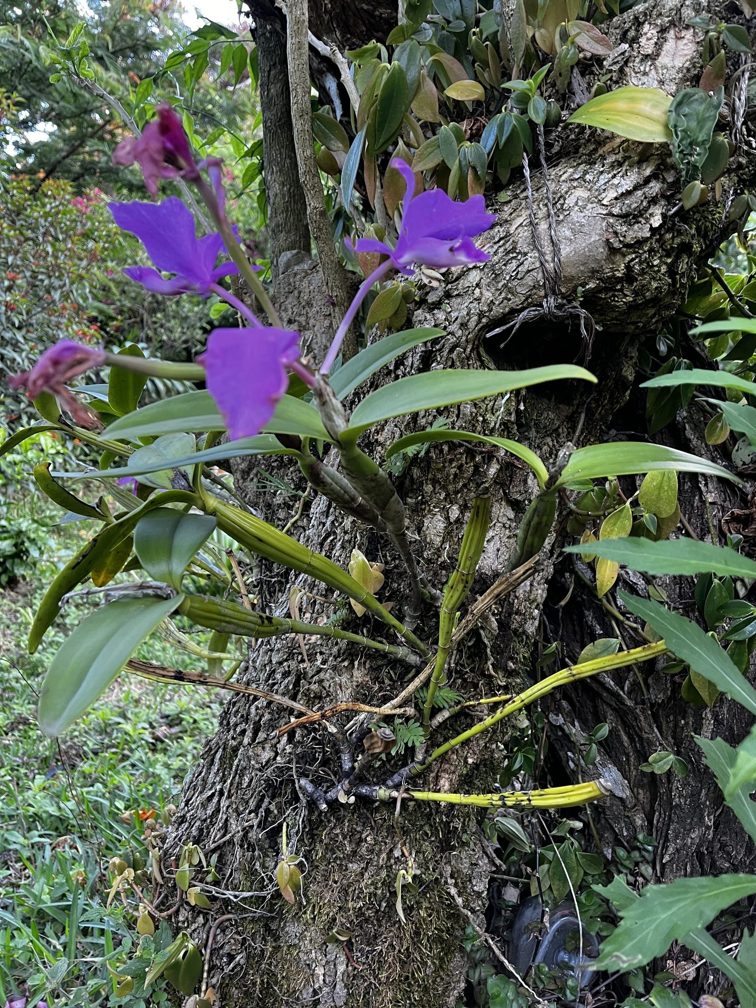 Guarianthe skinerii